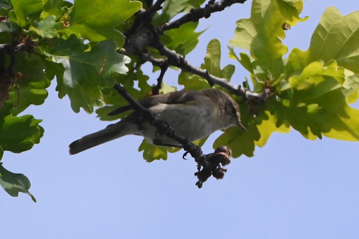 Common Chiffchaff - ML619165410