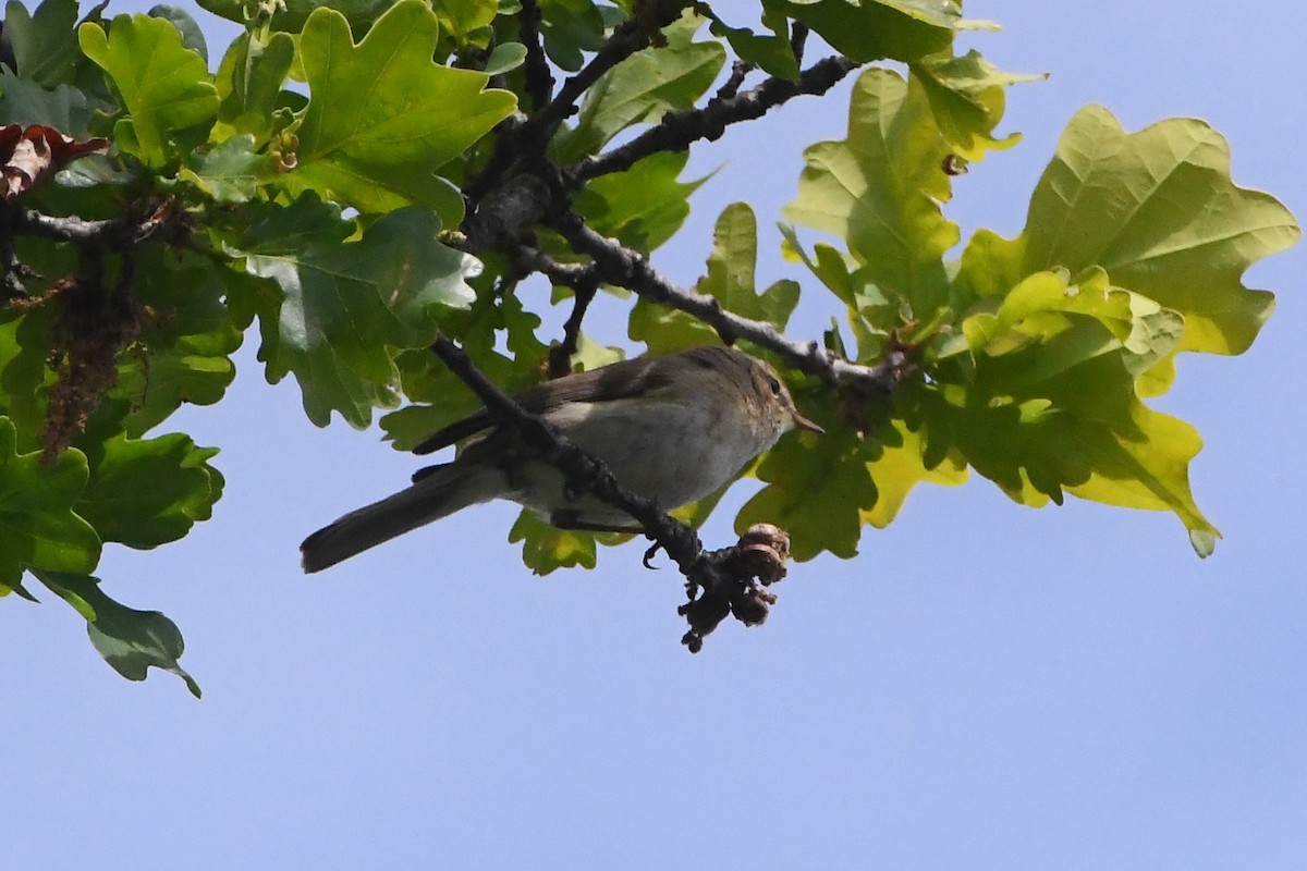 Common Chiffchaff - Michael Louey