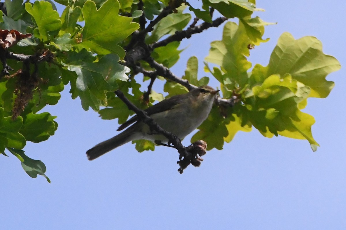 Common Chiffchaff - Michael Louey