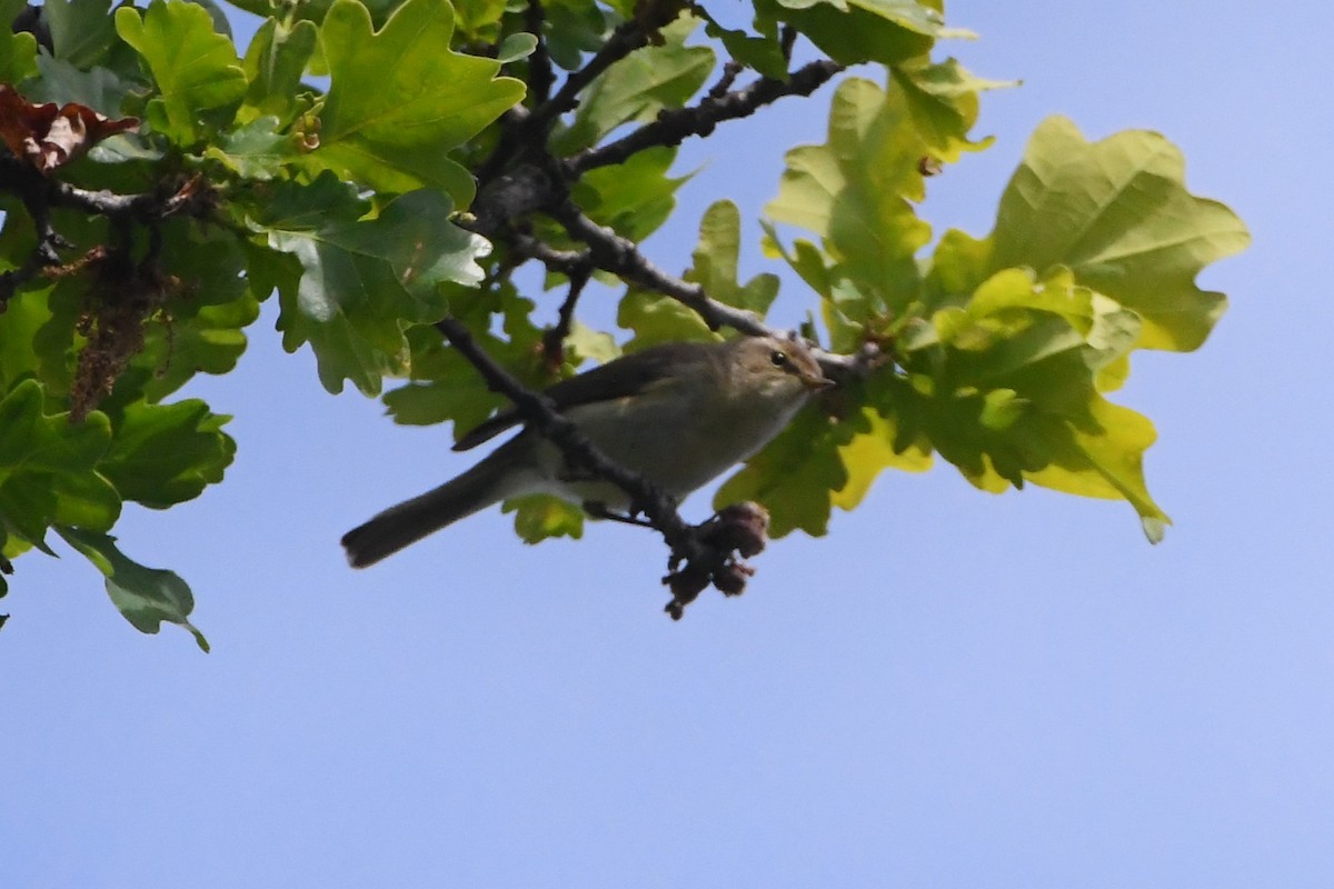 Common Chiffchaff - Michael Louey