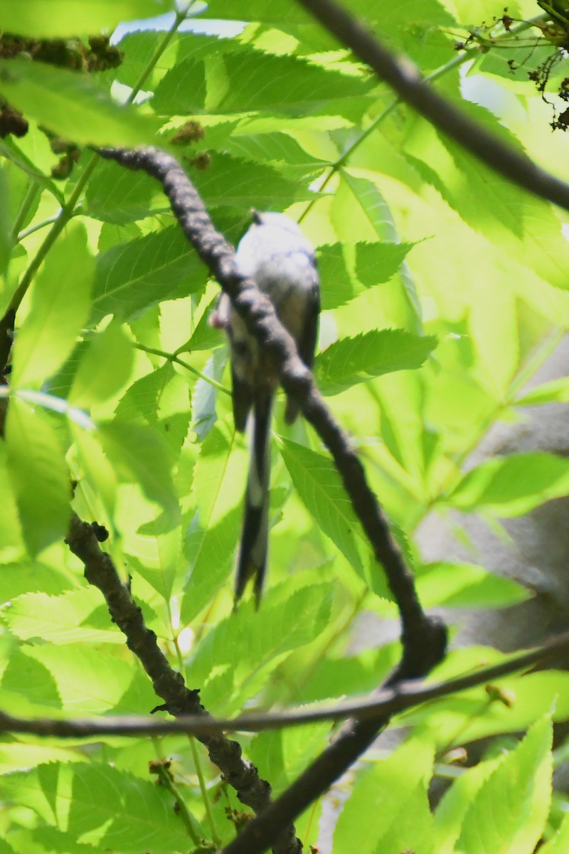 Long-tailed Tit - Michael Louey