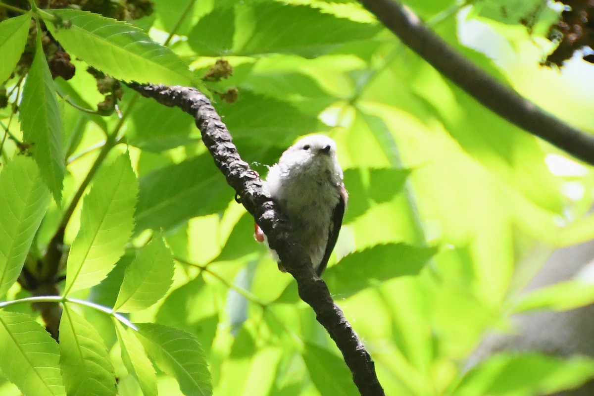 Long-tailed Tit - Michael Louey