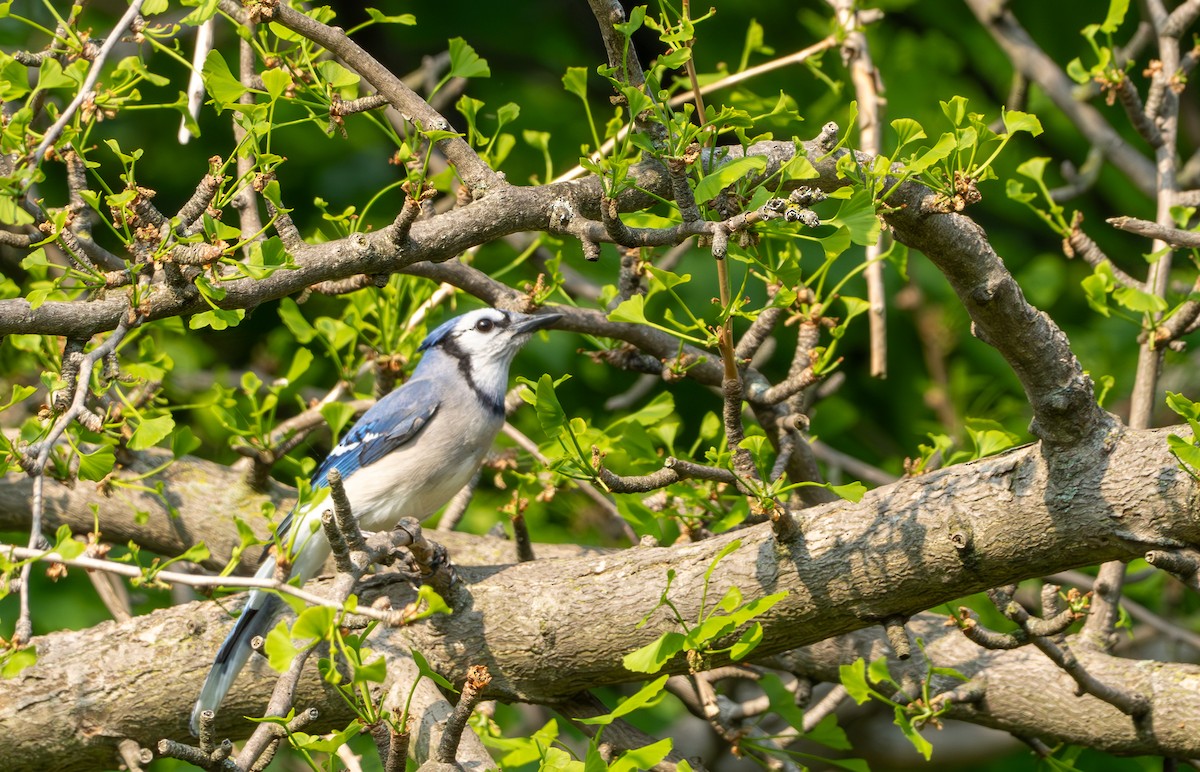 Blue Jay - Chad Berry