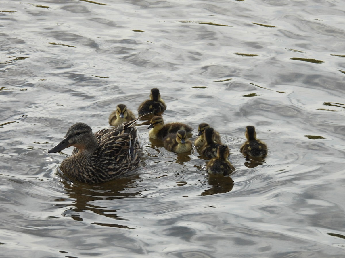 Mallard - Lin Johnston