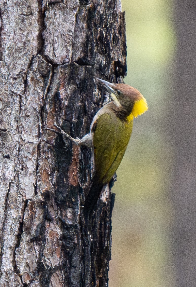 Greater Yellownape - Hanno Stamm