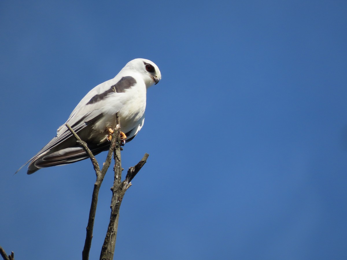 Black-shouldered Kite - Sandra Henderson