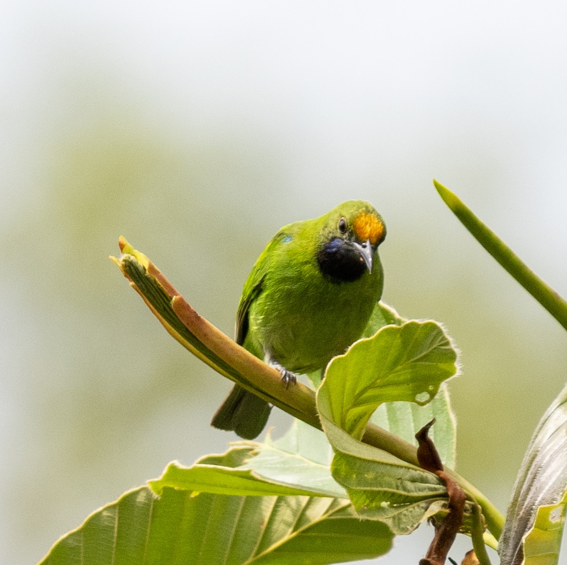 Golden-fronted Leafbird - Hanno Stamm