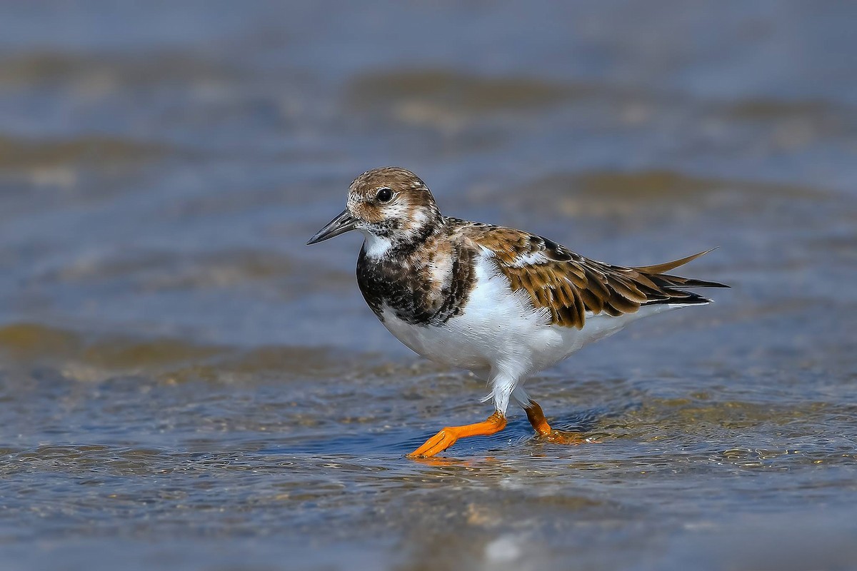 Ruddy Turnstone - ML619165499