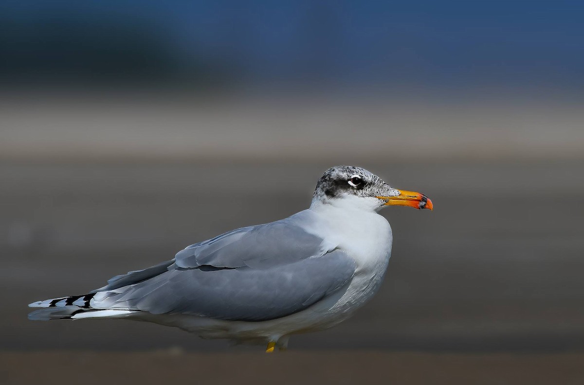 Pallas's Gull - ML619165504