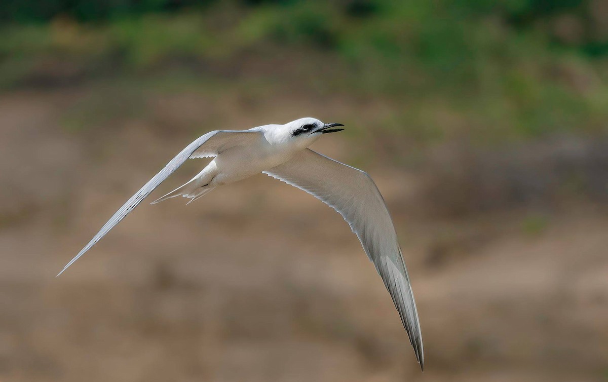 Gull-billed Tern - ML619165507