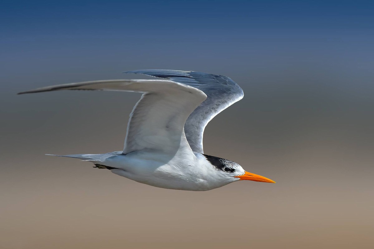 Lesser Crested Tern - ML619165509