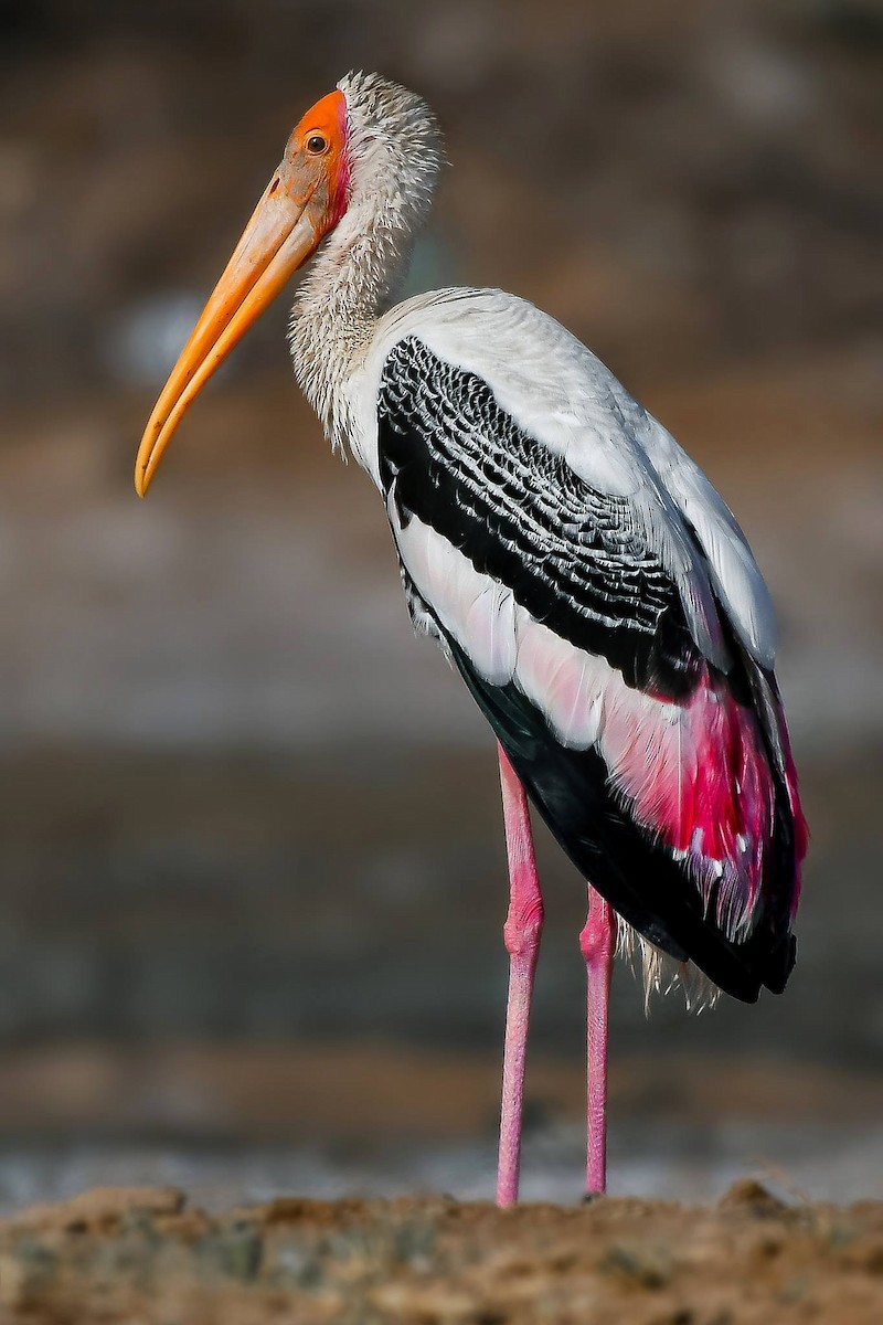 Painted Stork - ML619165511