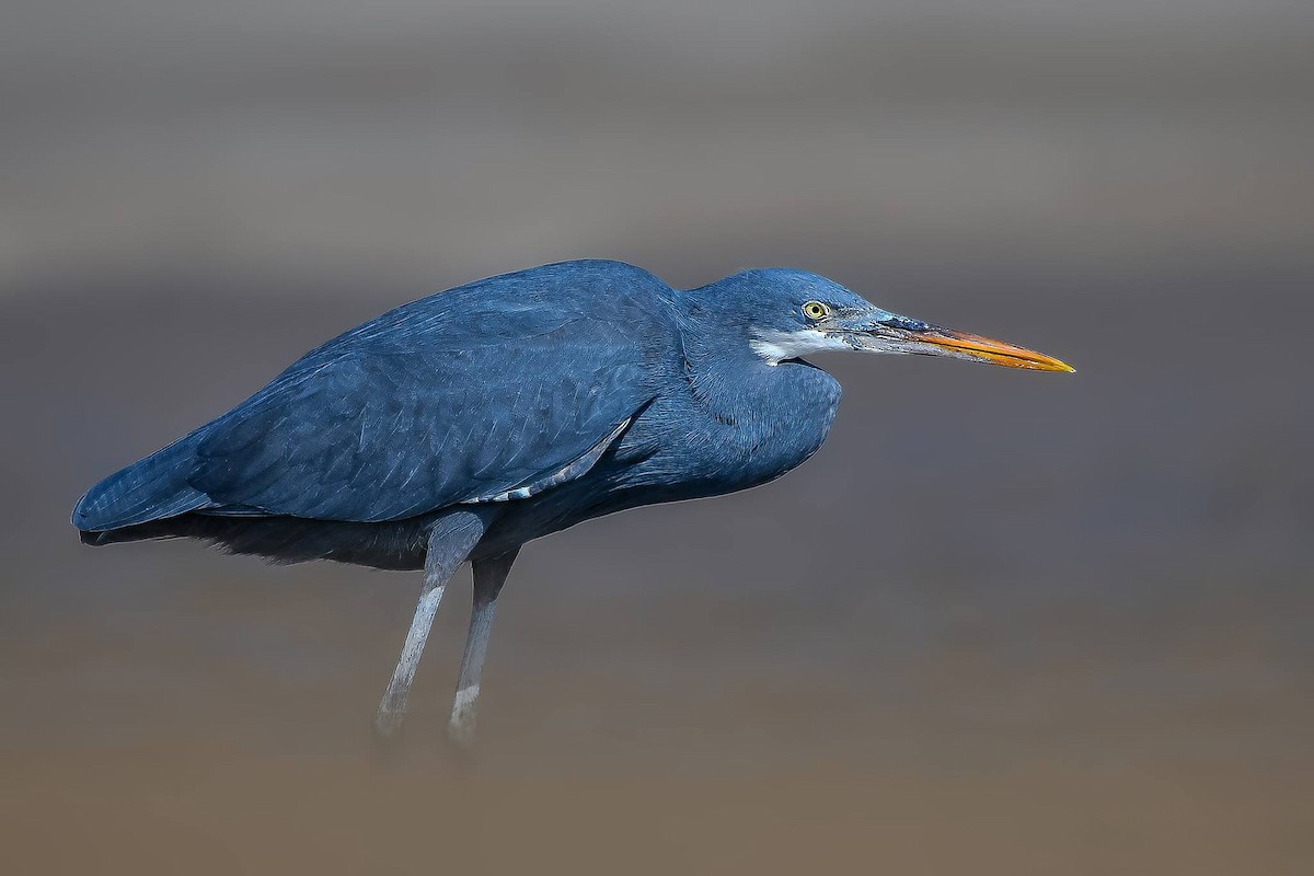 Western Reef-Heron - ML619165512