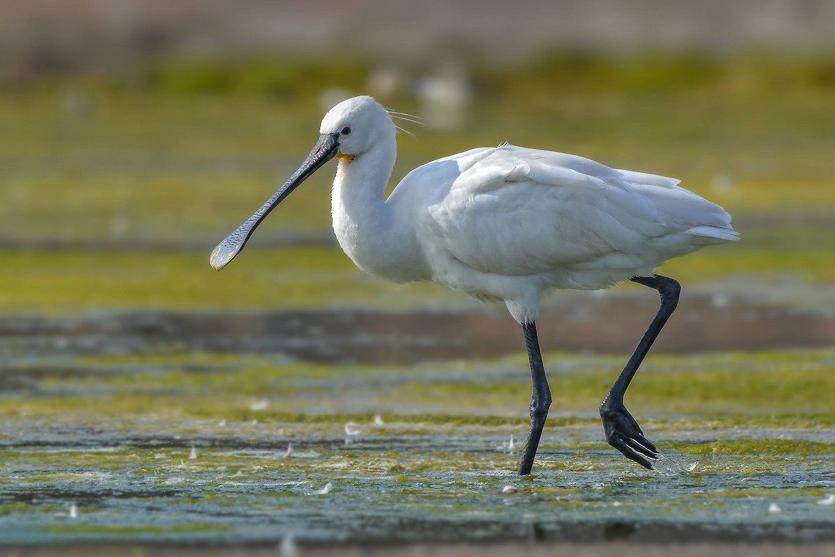 Eurasian Spoonbill - ML619165514