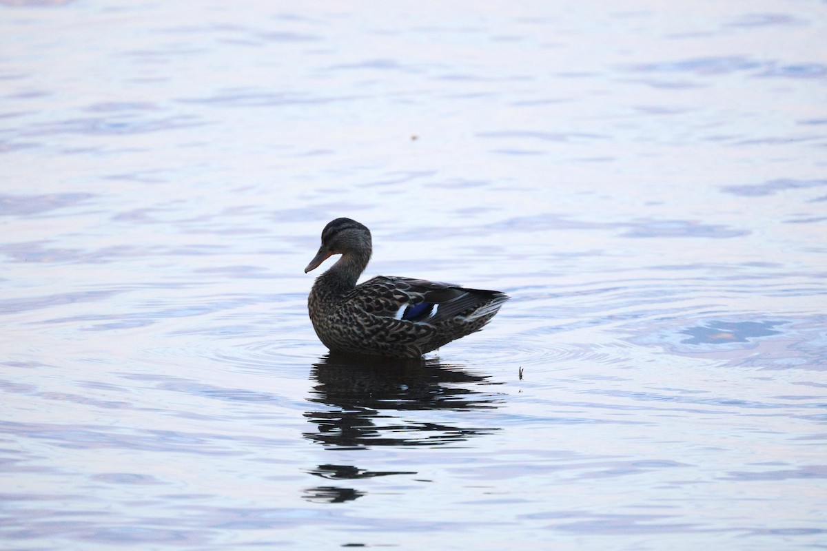 Mallard - Anonymous