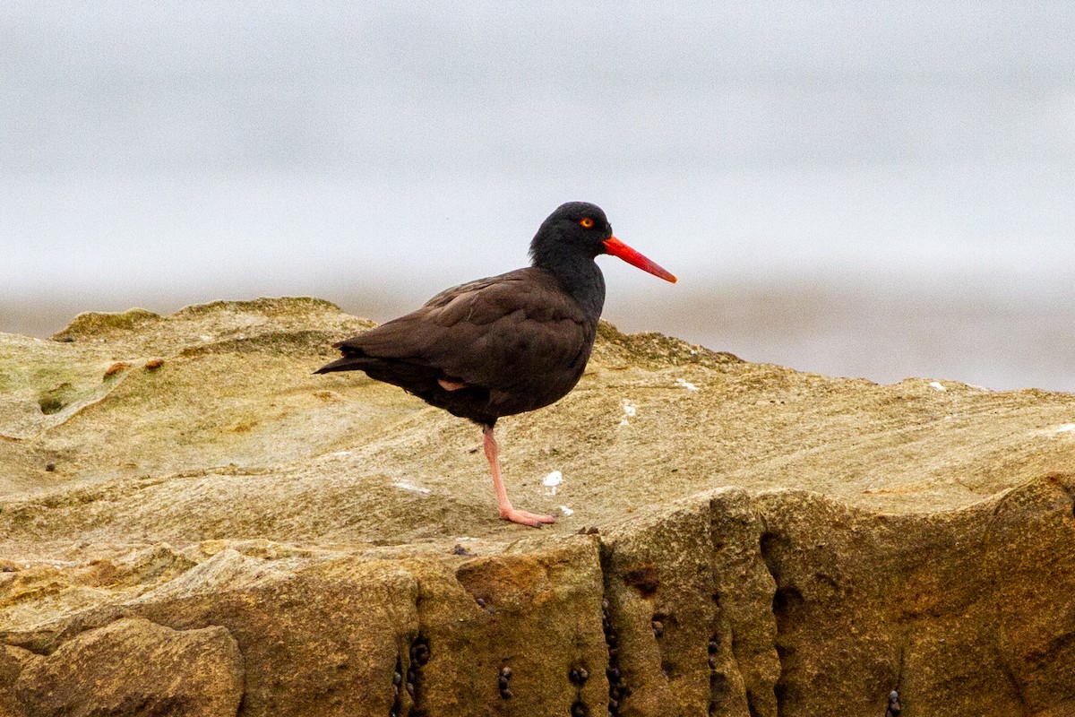 Black Oystercatcher - Oded Ovadia