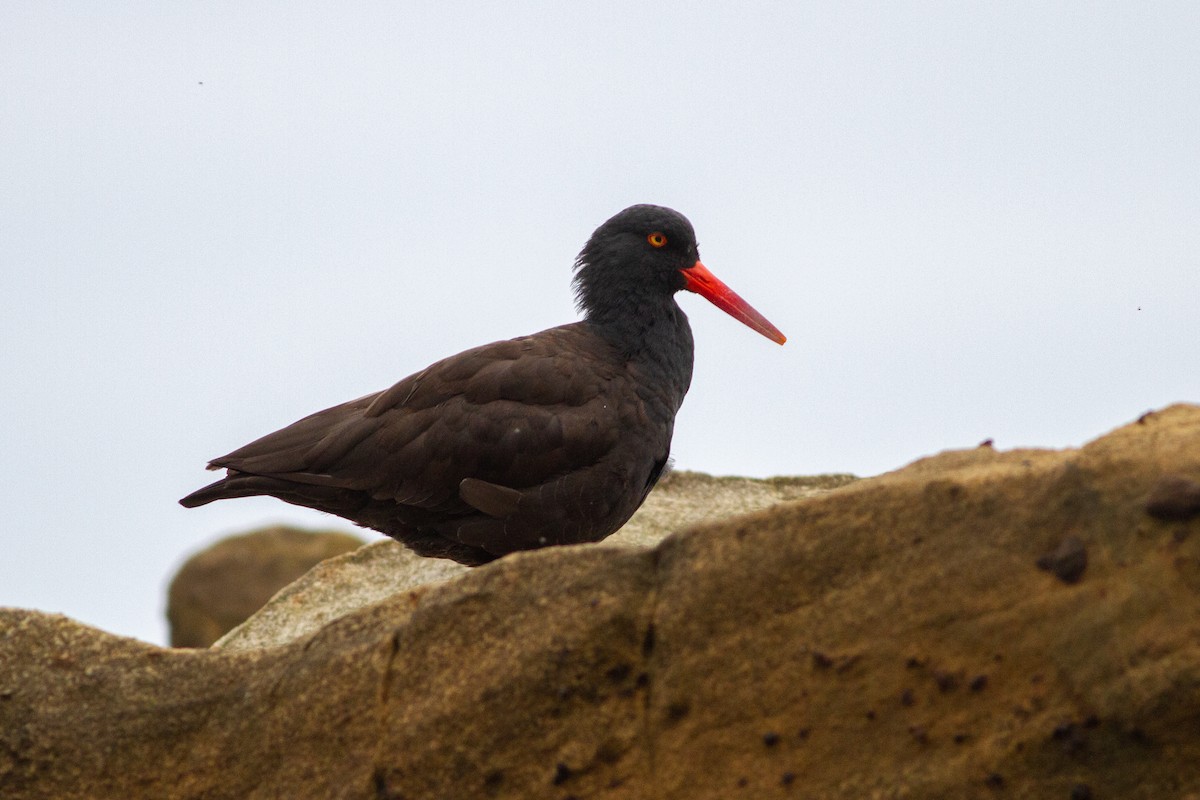 Black Oystercatcher - Oded Ovadia