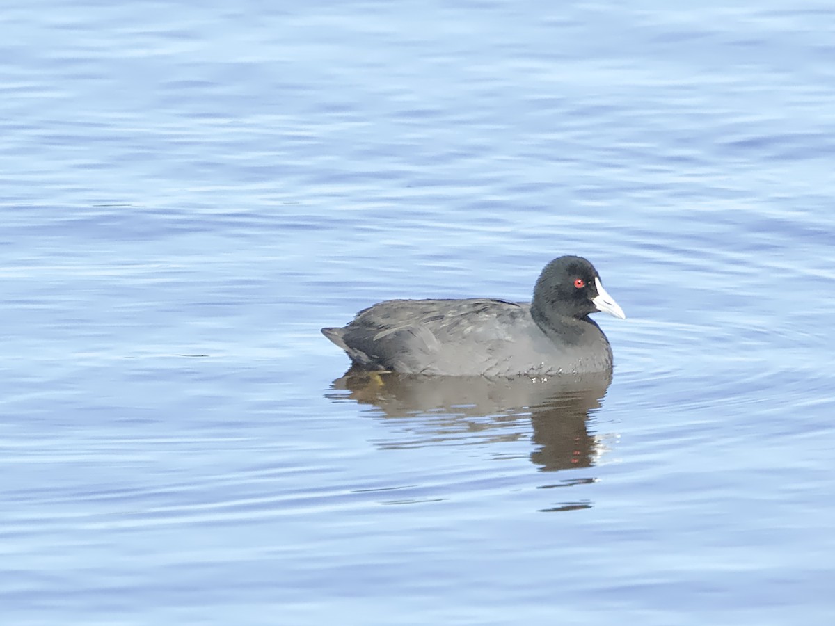 Eurasian Coot - Allan Johns