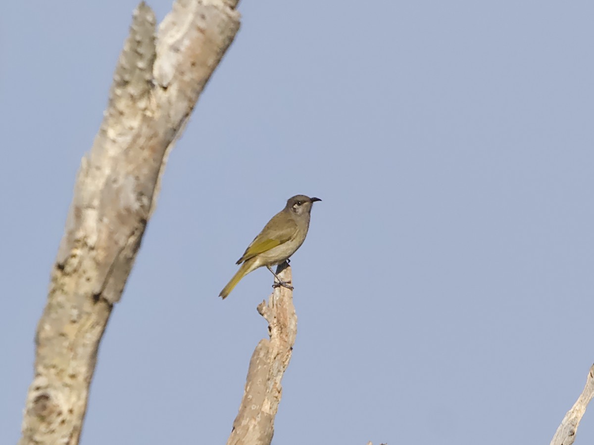 Brown Honeyeater - Allan Johns