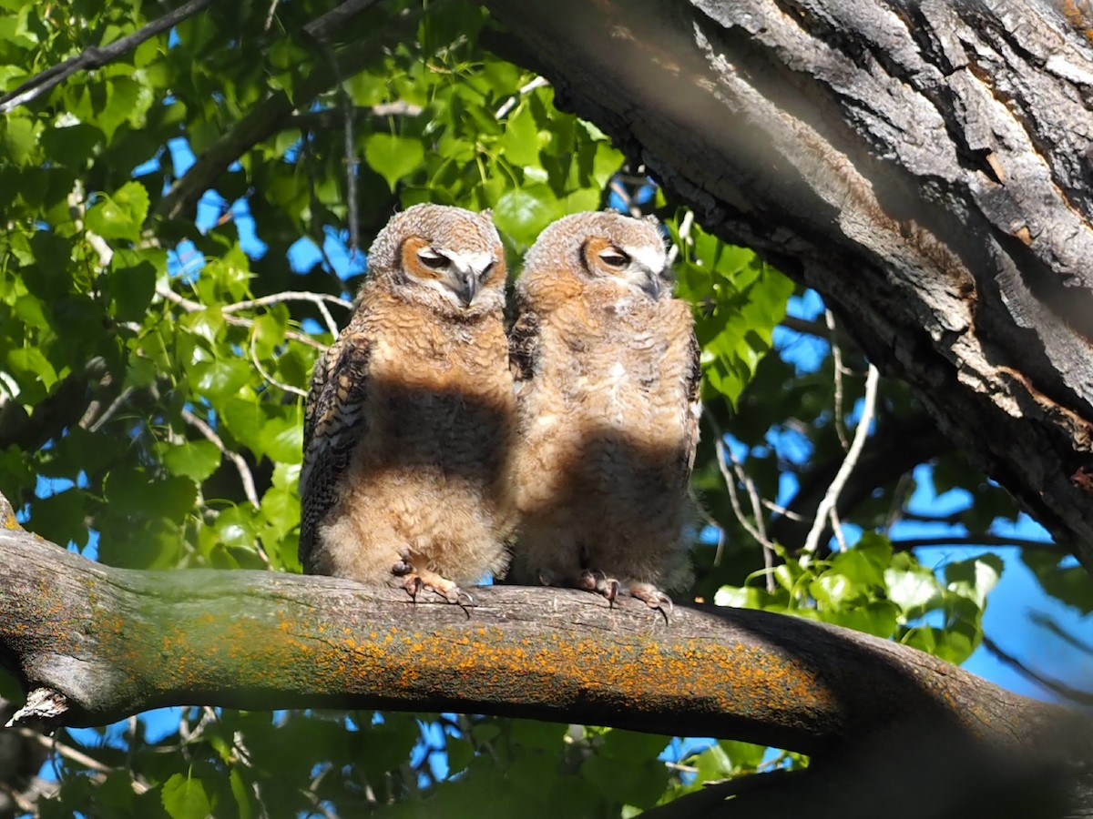 Great Horned Owl - Leslie S