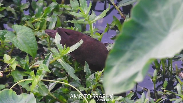 Ruddy-breasted Crake - ML619165563