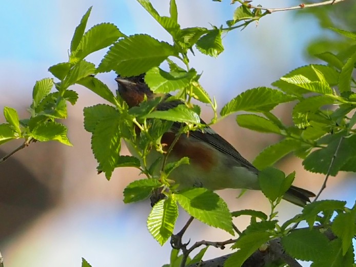 Bay-breasted Warbler - Leslie S