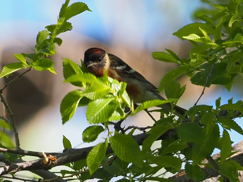 Bay-breasted Warbler - Leslie S