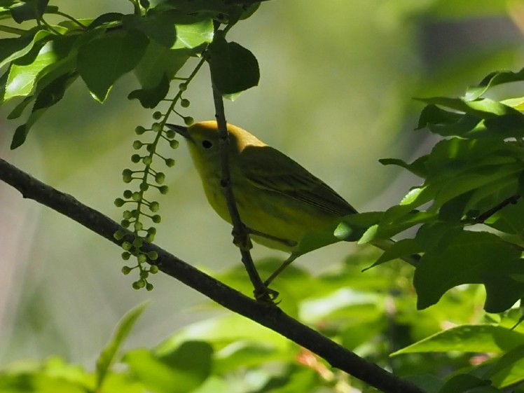 Yellow Warbler - Leslie S