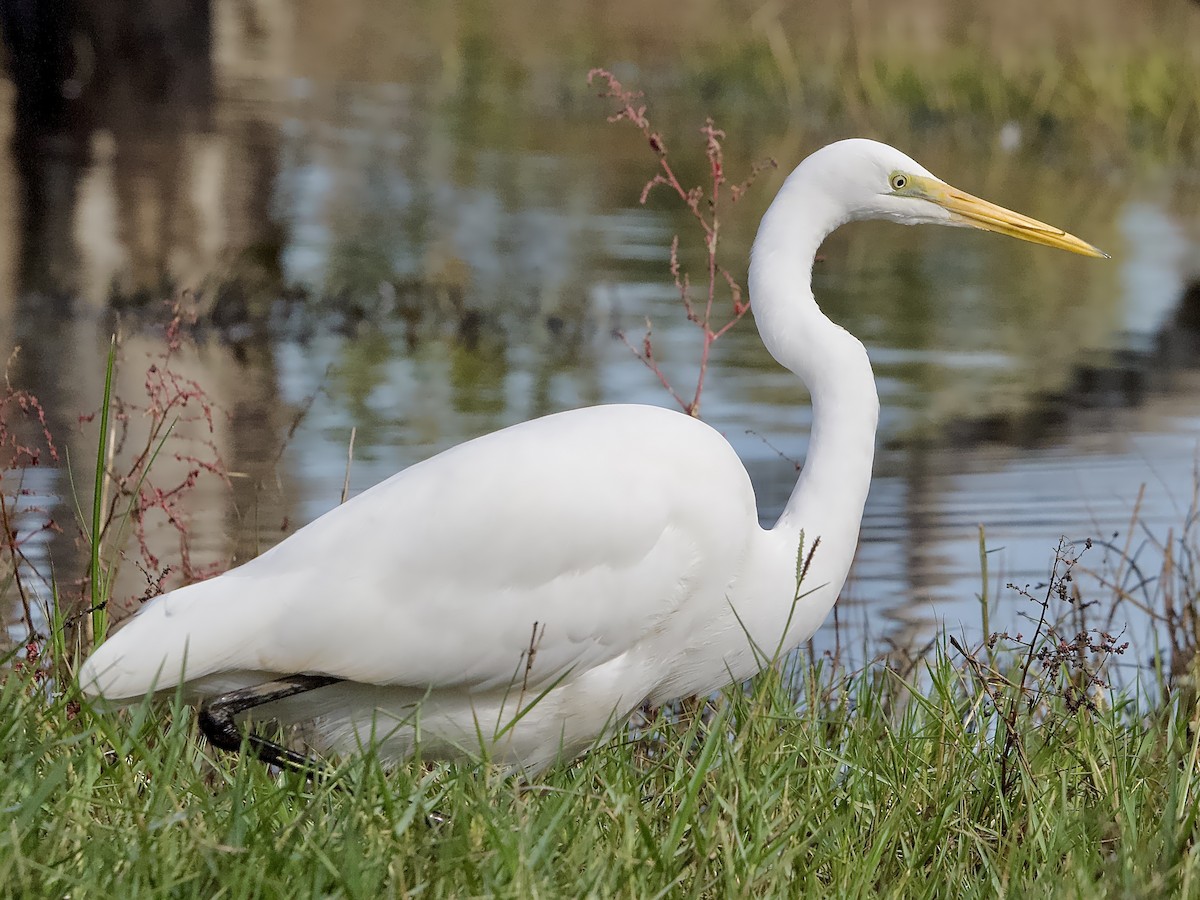 Great Egret - Allan Johns