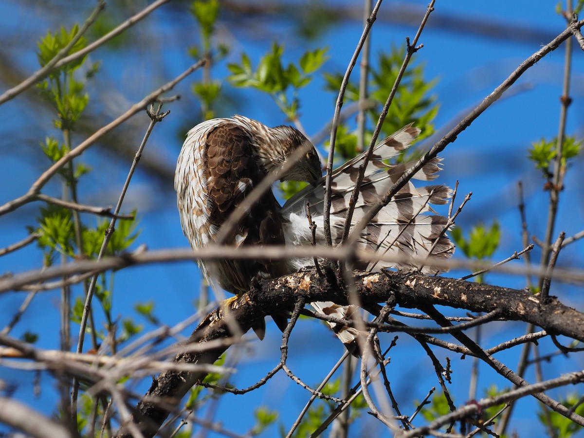 Cooper's Hawk - Leslie S