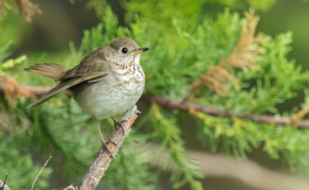 Gray-cheeked Thrush - Connor Cochrane