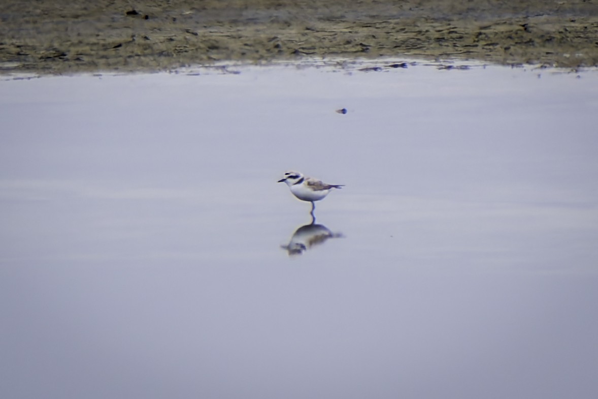 Snowy Plover - Gordon Norman