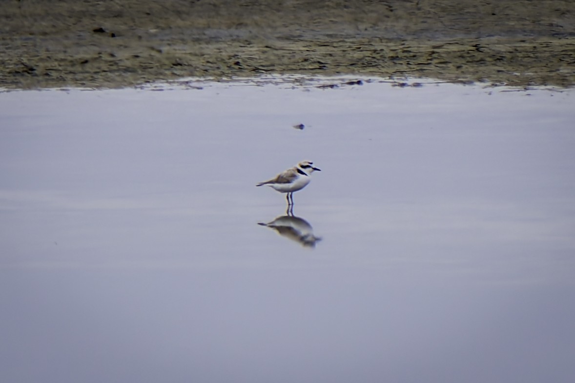 Snowy Plover - Gordon Norman