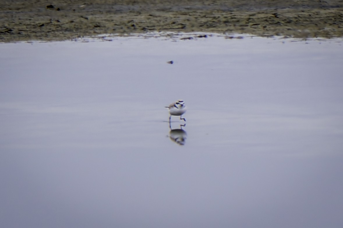 Snowy Plover - Gordon Norman