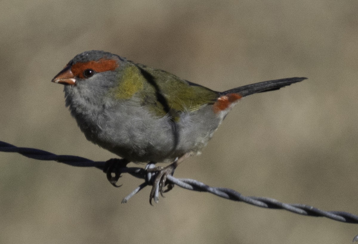 Red-browed Firetail - ML619165620