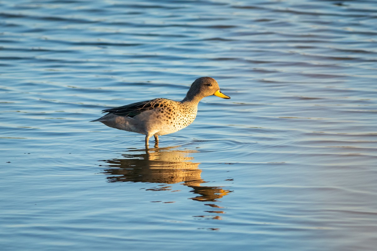 Yellow-billed Teal (flavirostris) - Ariel Cabrera Foix