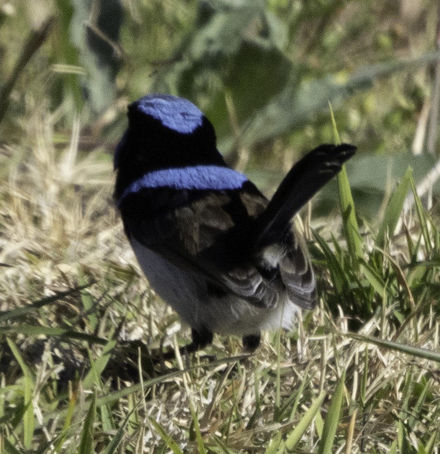 Superb Fairywren - John Brown