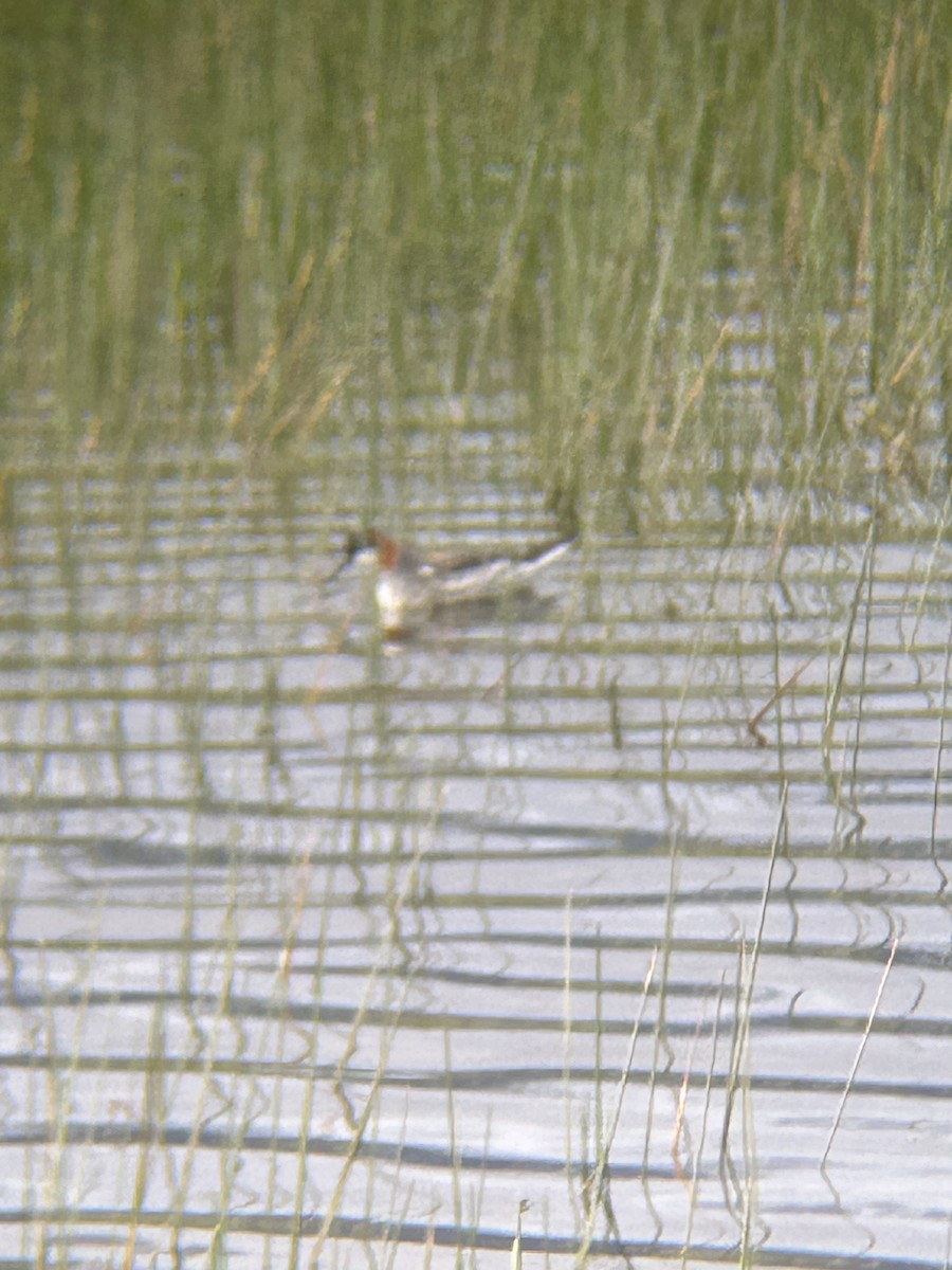 Red-necked Phalarope - Rob Wade