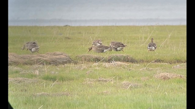 Greater White-fronted Goose - ML619165642