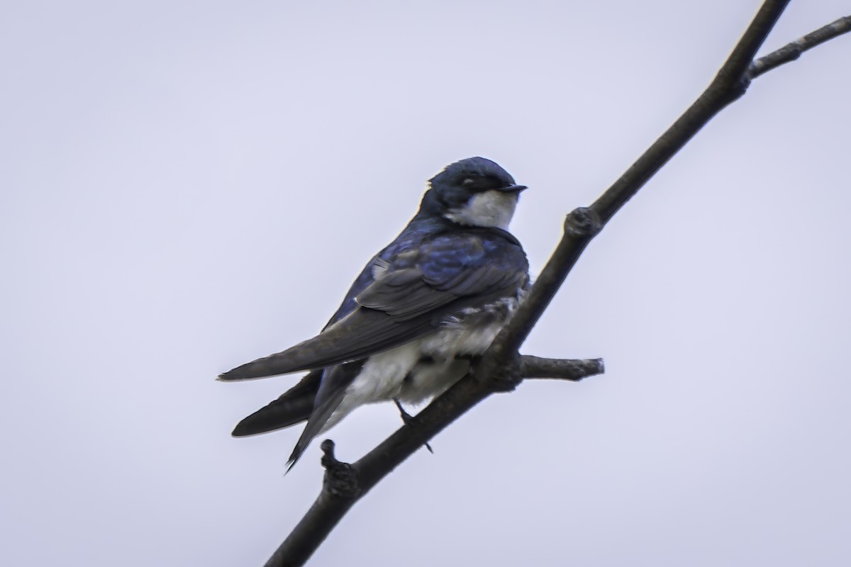 Tree Swallow - Gordon Norman