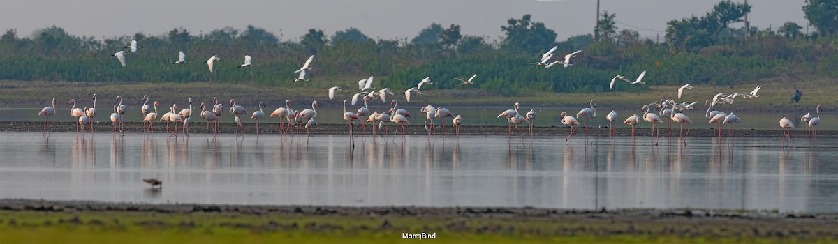 Greater Flamingo - Manoj Bind