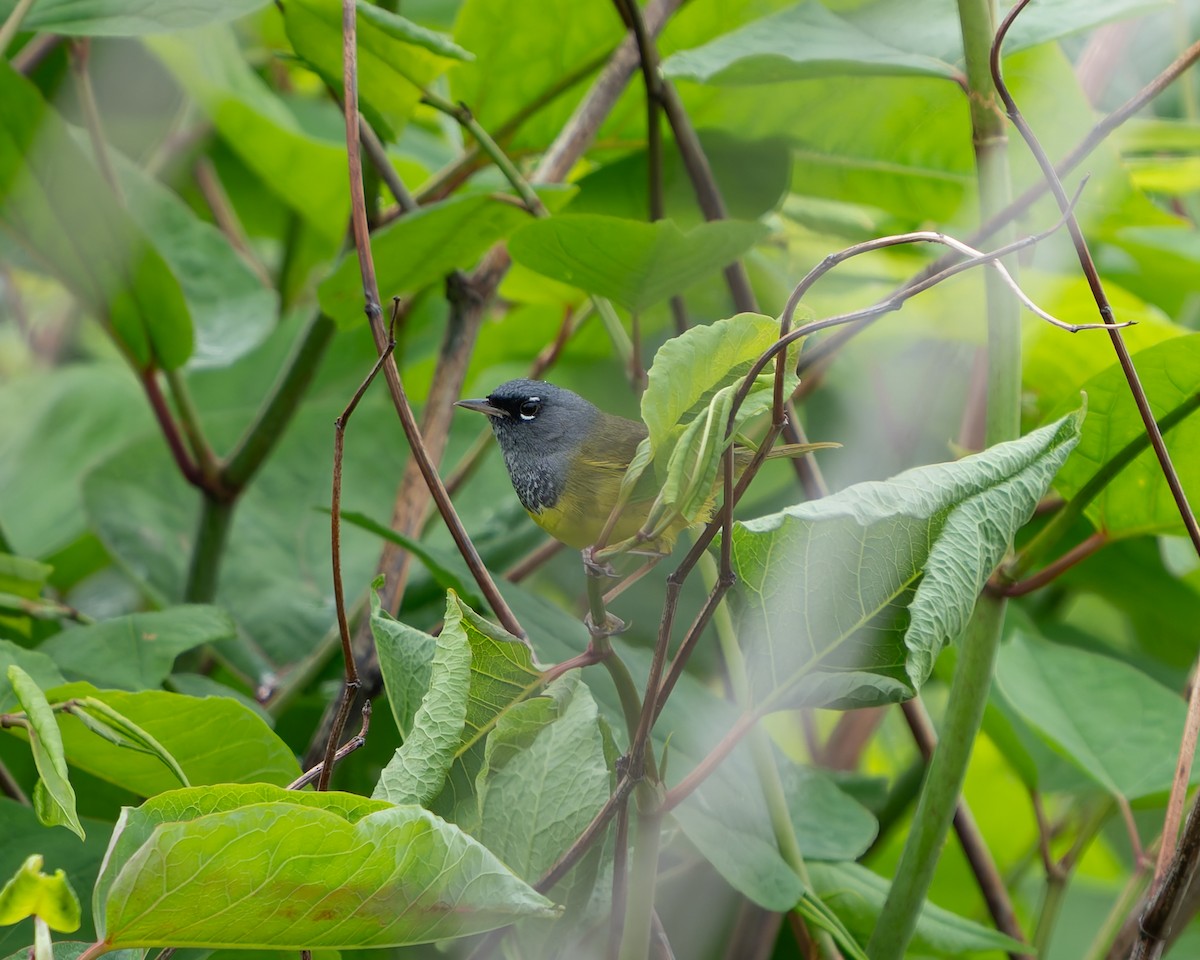 MacGillivray's Warbler - Ali Kasperzak