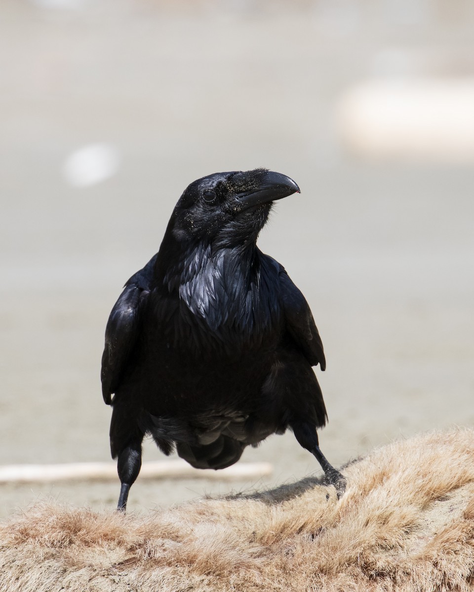 Common Raven - Mark Sawyer
