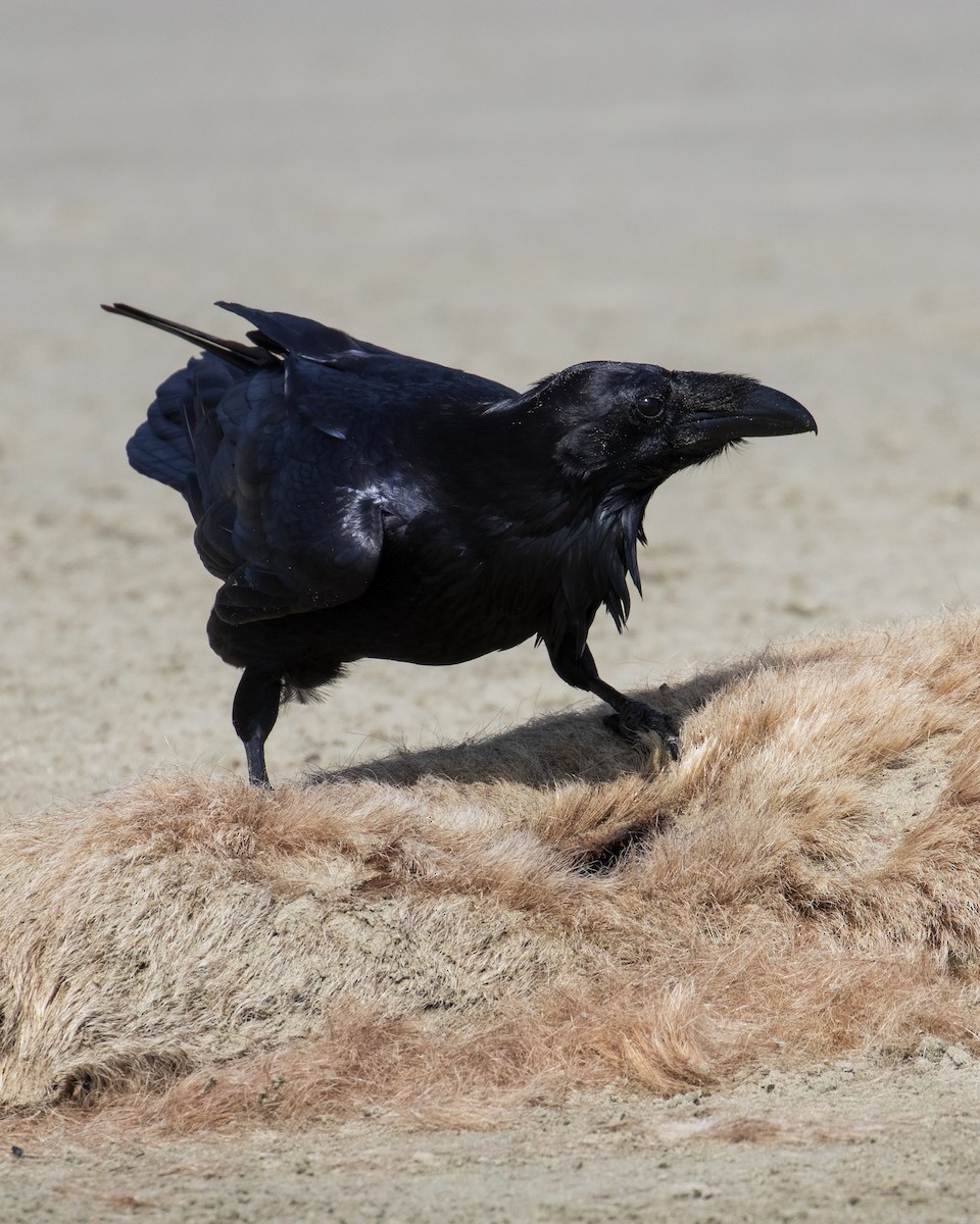 Common Raven - Mark Sawyer