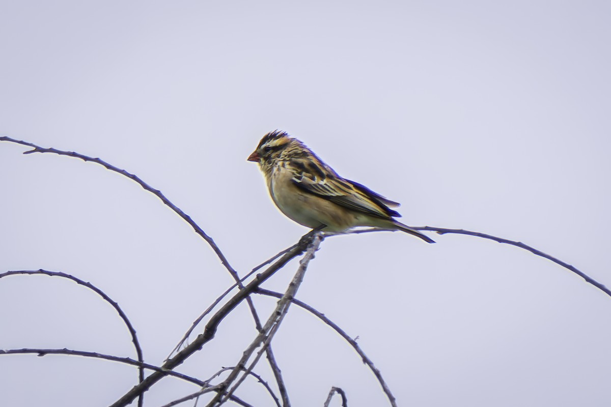 Pin-tailed Whydah - Gordon Norman