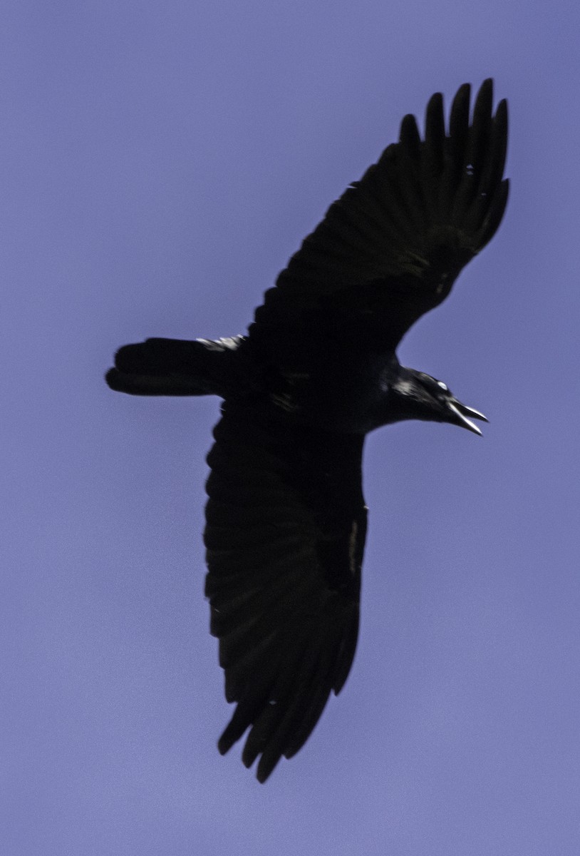 Australian Raven - John Brown