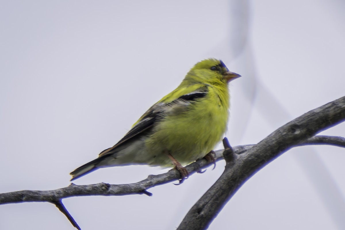 American Goldfinch - Gordon Norman