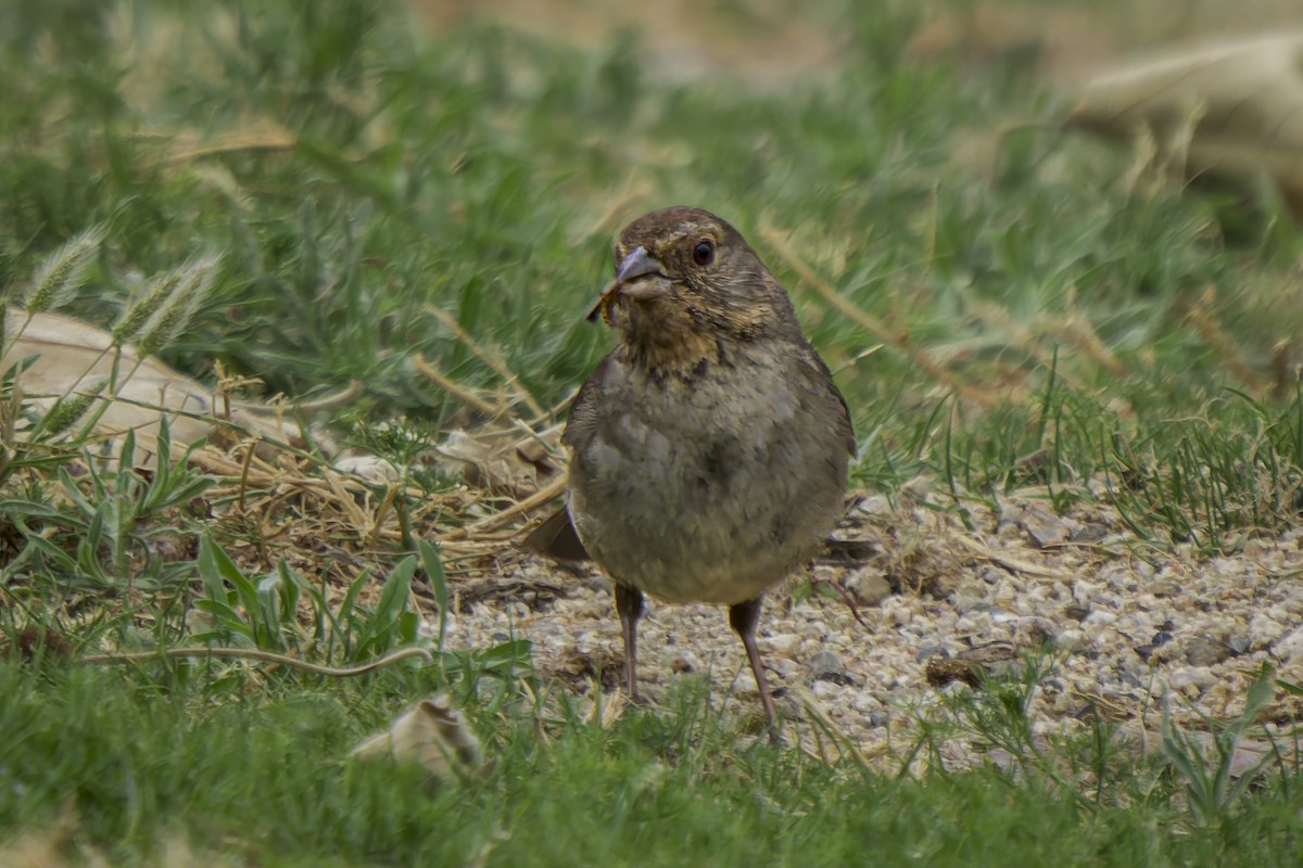 California Towhee - Gordon Norman