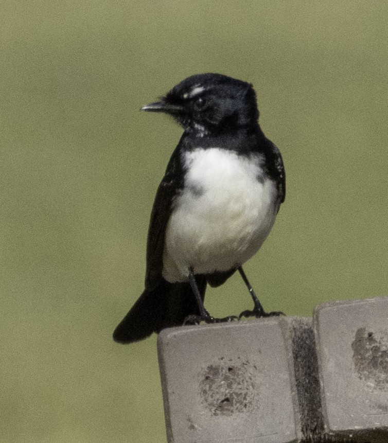 Willie-wagtail - John Brown