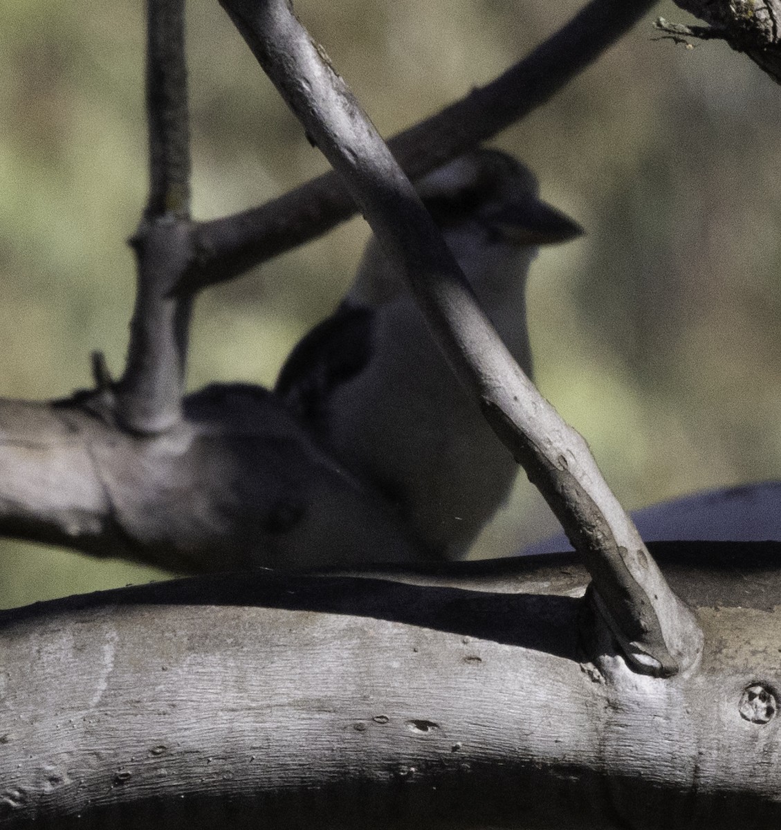 Laughing Kookaburra - John Brown